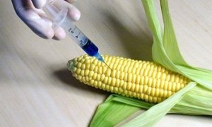 syringe injecting gm foods