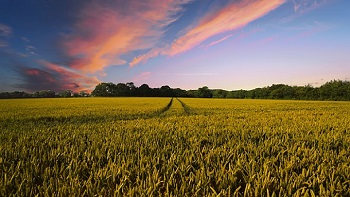 farming fields