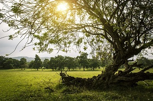 tree in the sun