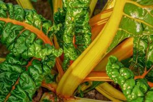 swiss chard