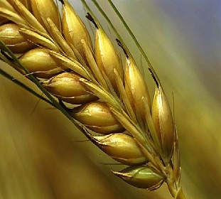 wholewheat grain