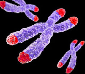 telomere chromosome