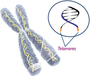 a telomere cell