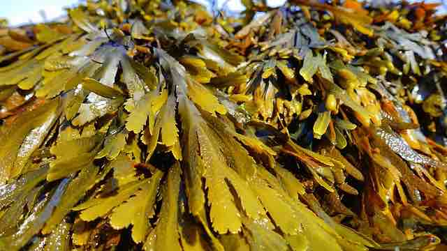 beautiful green seaweed