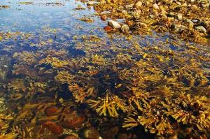 brown seaweed floating in water